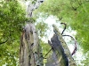 hollow-tree-001