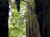 hollow-tree-004