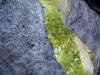 hollow-tree-005