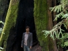 hollow-tree-006