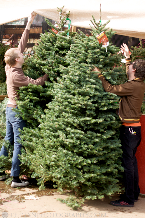 tree 001 tree 001
